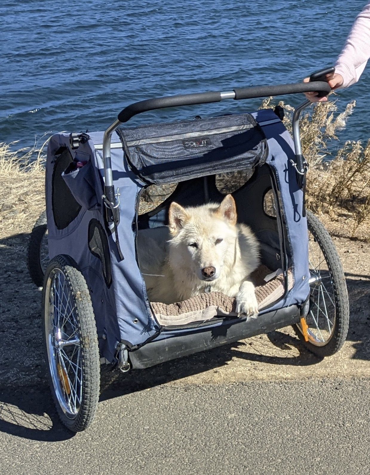 Large Dog Bicycle Trailer And Stroller 