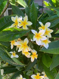 Plumeria for sale