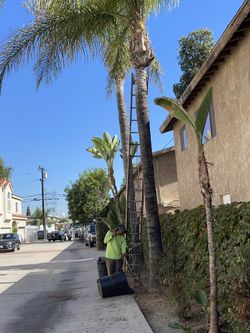 Landscaping 