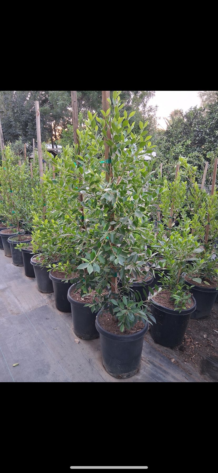 FICUS NITIDA (15GL)5FT