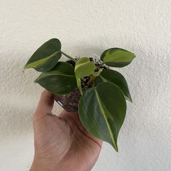 Brasil Philodendron 