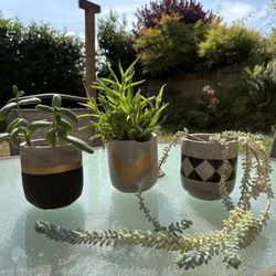  Potted Succulent Set 🪴