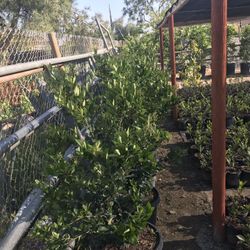 I’m selling bushes creep myrtle in different colors