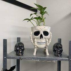 Skull Planter With Pothos Plant