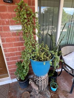 Elephant Food Plants Mother in Law Snake Spider Aloe Vera
