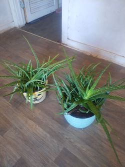 Aloe vera plants