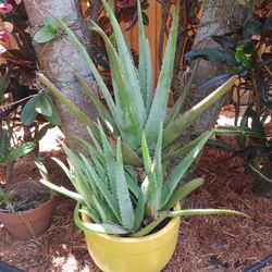 Aloe plant (location Tequesta)