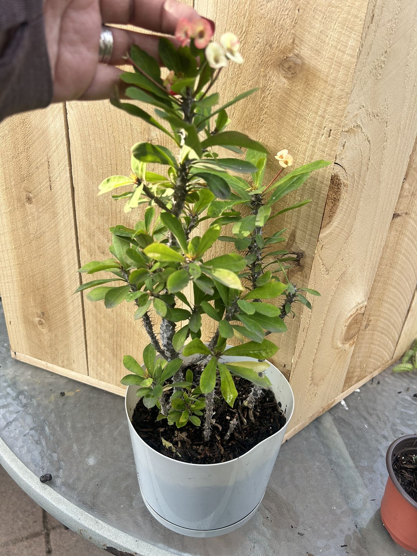 Planta Corona De Cristo