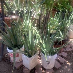 Multiple Different Plants Aloe Sabila