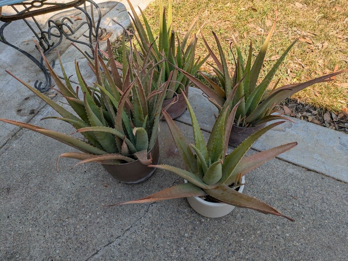 Succulents Aloes and donkey tail