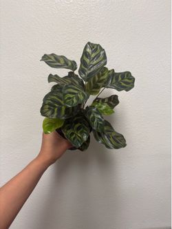 Calathea Makoya