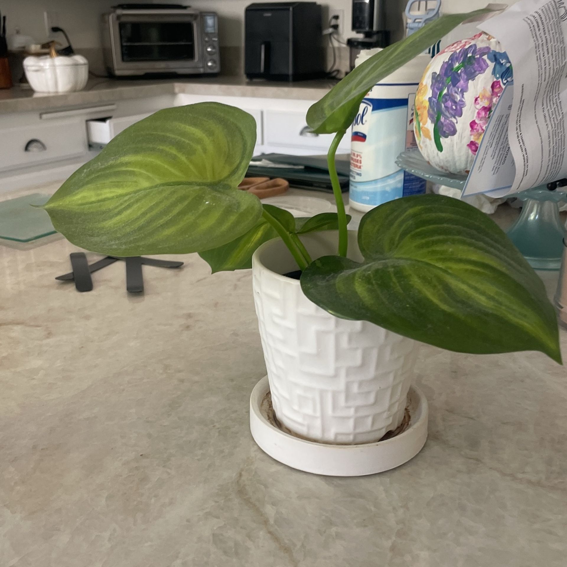 silk plant and ceramic pot
