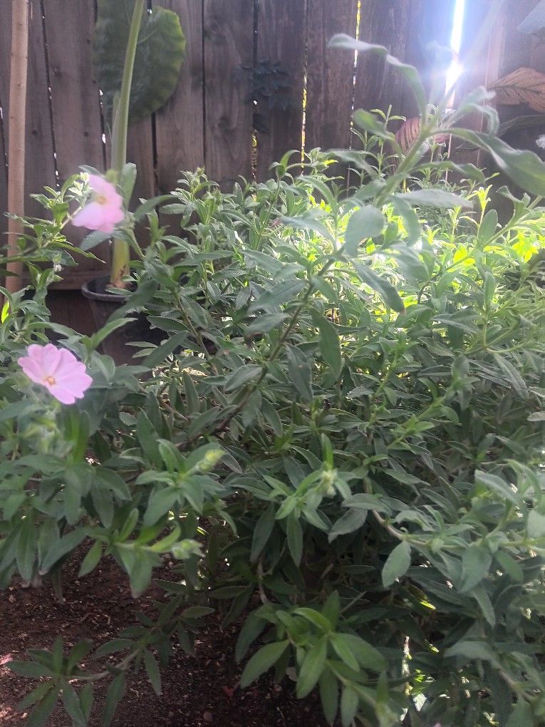 3 Cistus Skanbergi Plants