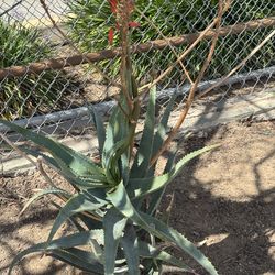 Plants  🪴 TODAY cheap