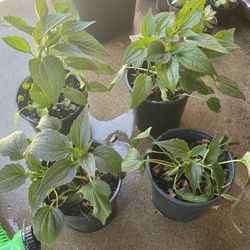 Potted Black Eye Susan Plants $5 Each Ready To Be Planted For Blooms This Season