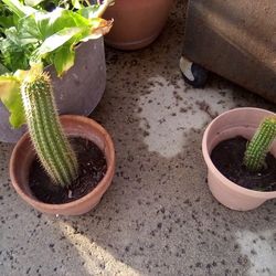 2 Baby Cactus In Pots  For $9