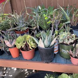 Plant Sale