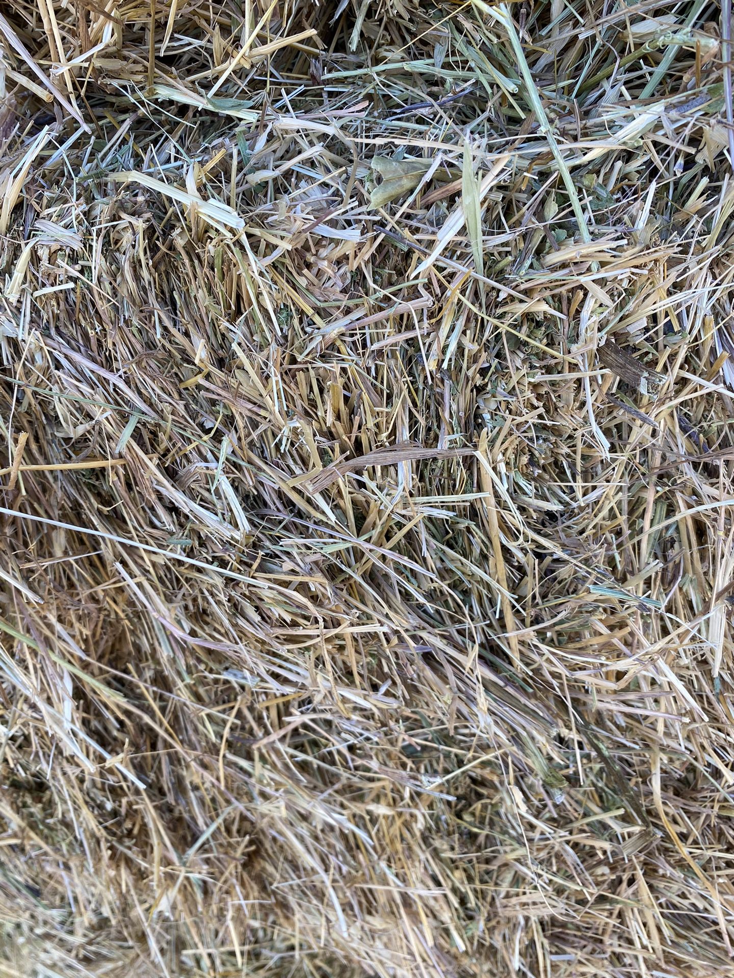 Hay