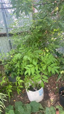 Planta de esperaza amarilla $10.00 cada una
