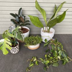 Plant Sale 