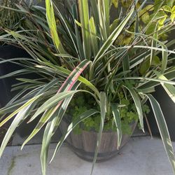 Dianella Plant In Pot