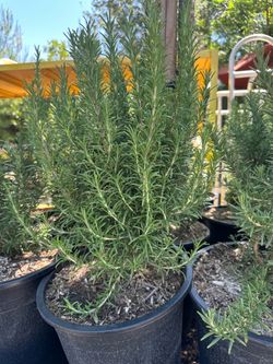 Rosemary Romero 5gal