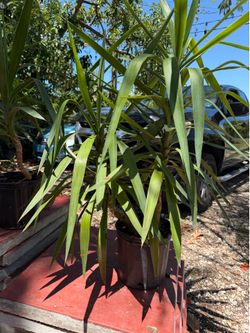 Plantas