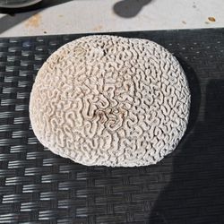 Big Brain Coral Head 