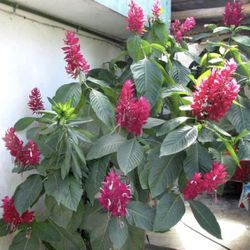 Rare Brazilian Red Cloak Flower Plant