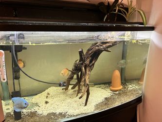 55 Gallon Jebo R390 All In One Tank