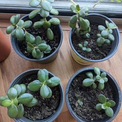 Healthy Jade / Money Plants