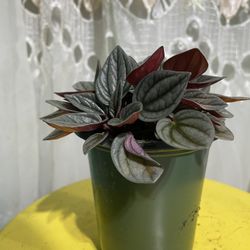 Peperomia Rosso 