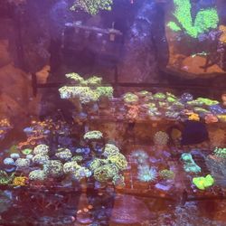 Fake Corals For Fish Tanks 