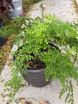 Maidenhair Fern big pot