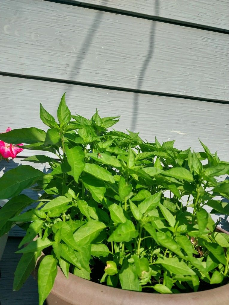 Chiltepin Papers