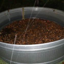 Cow Troth For Watering