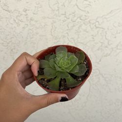 Succulent