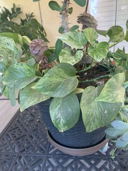 Plant
