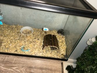 aquariums and supply for sale 75$