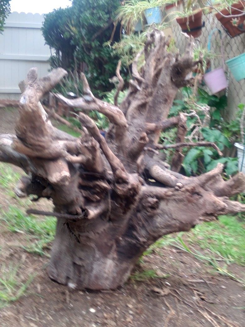 Genuine Tree Stump With Roots For Pond Or Landscape Decor