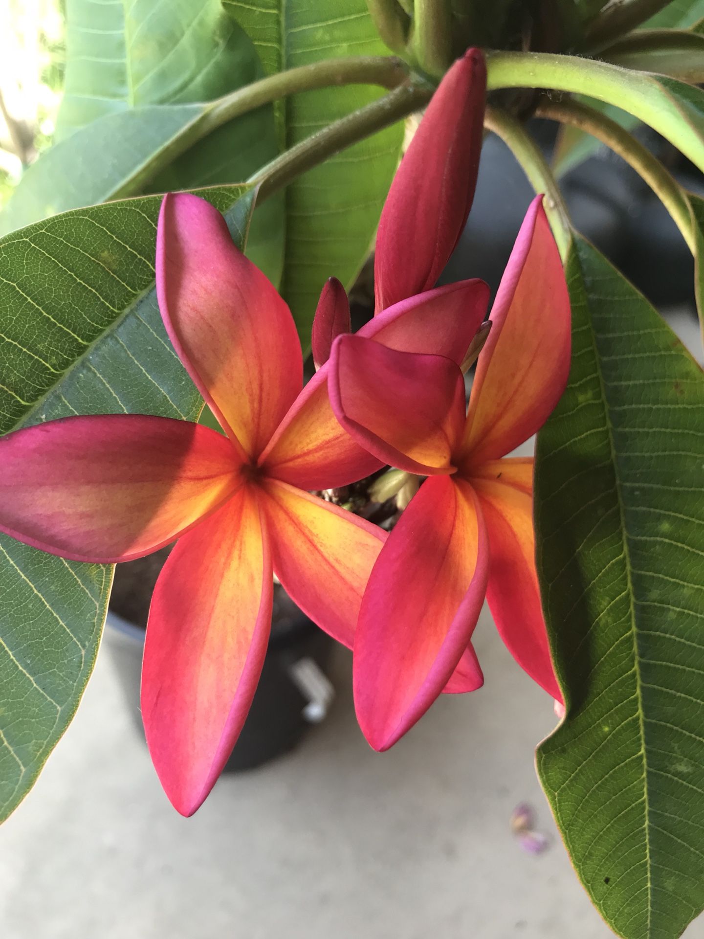 Plumeria - Kauka Wilder