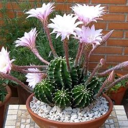 Echinopsis Easter Lily Cactus Plant