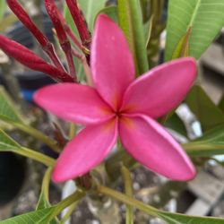 Pink Plumeria PlumerÃa color rosita