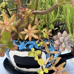 Succulents in Ceramics Tea Cup