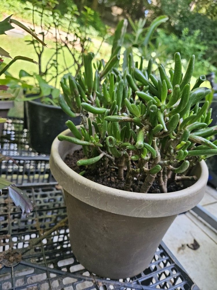 Jade Plant