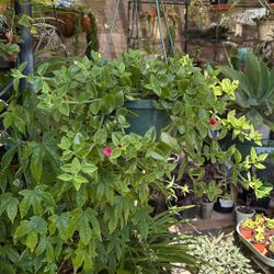 Beautiful Tradescantia