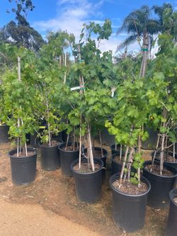 Grape Vines- Strawberry Plants- Blackberry Plants- Blueberry Plants- Currant Berry Plants- Gooseberry Plants- Marionberry Plants