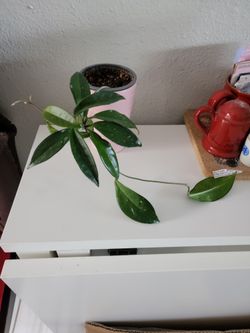 Hoya Plant
