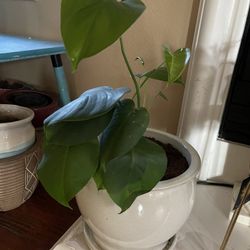 Indoor Plant Philodendrom With Split Leaves