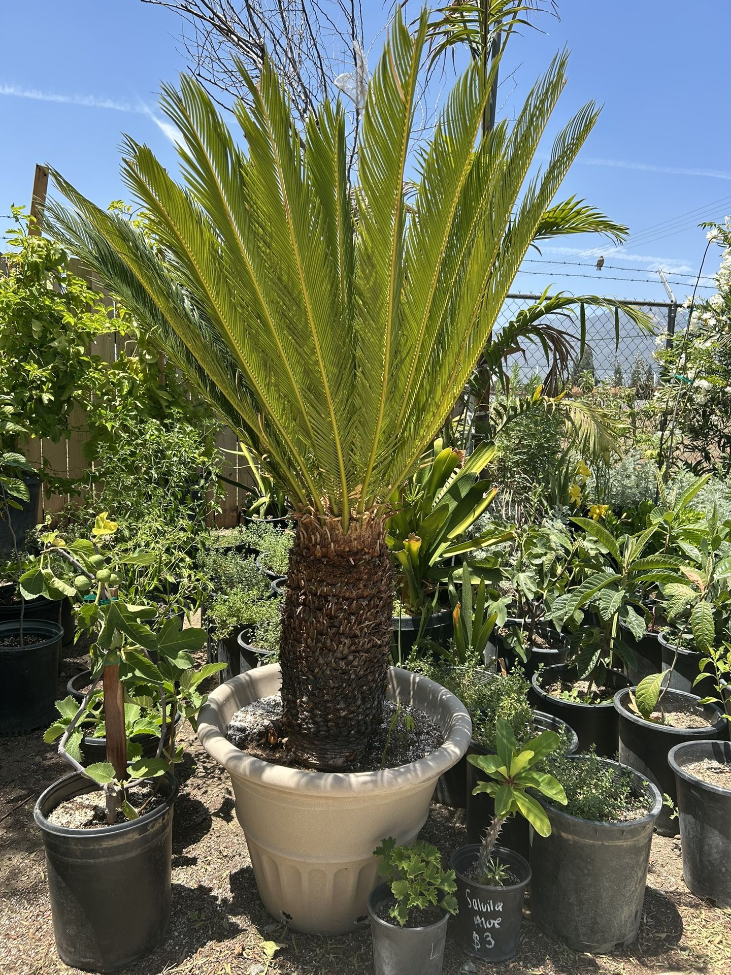 Sago Palm / Palma Sago